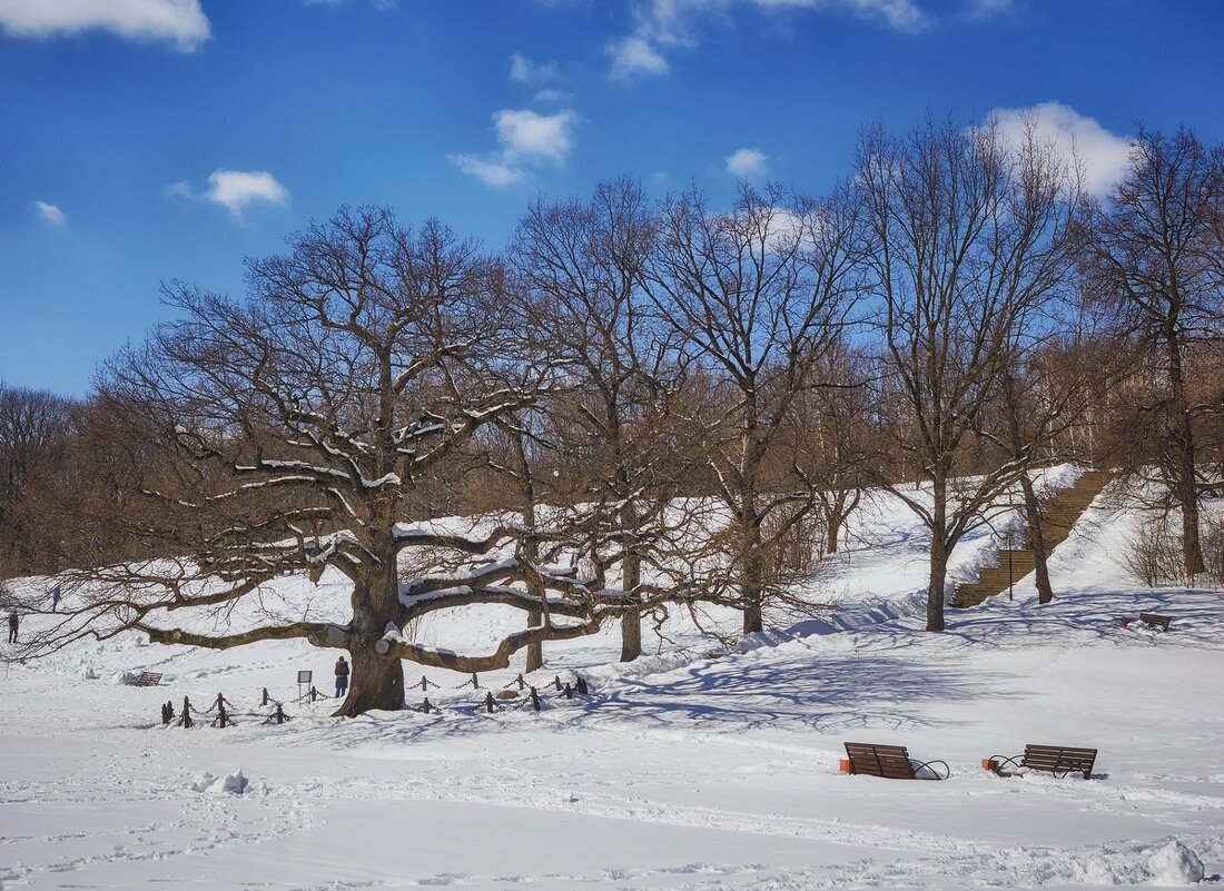 Дуб-долгожитель ... - Ravile 