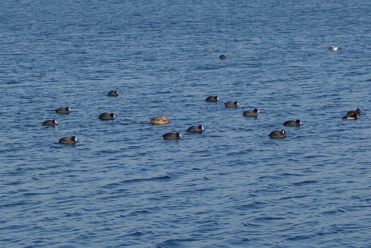 Лысухи на  море, Балтийск - Рита Симонова