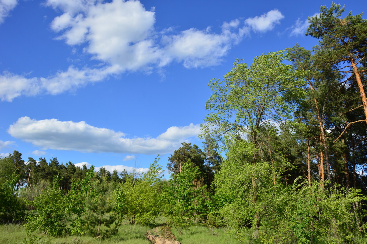 Весна. - Виктор 