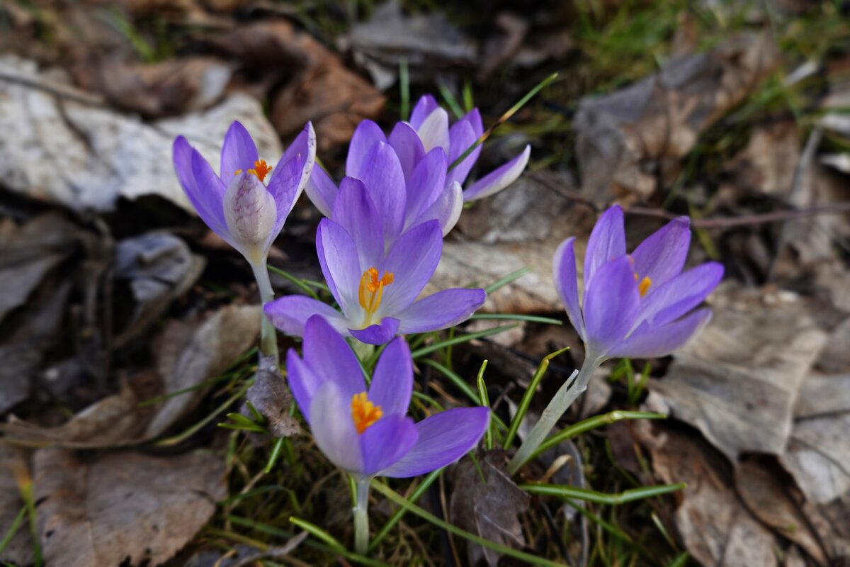 В малом цветке  Много красоты -  Много любви... - Галина 