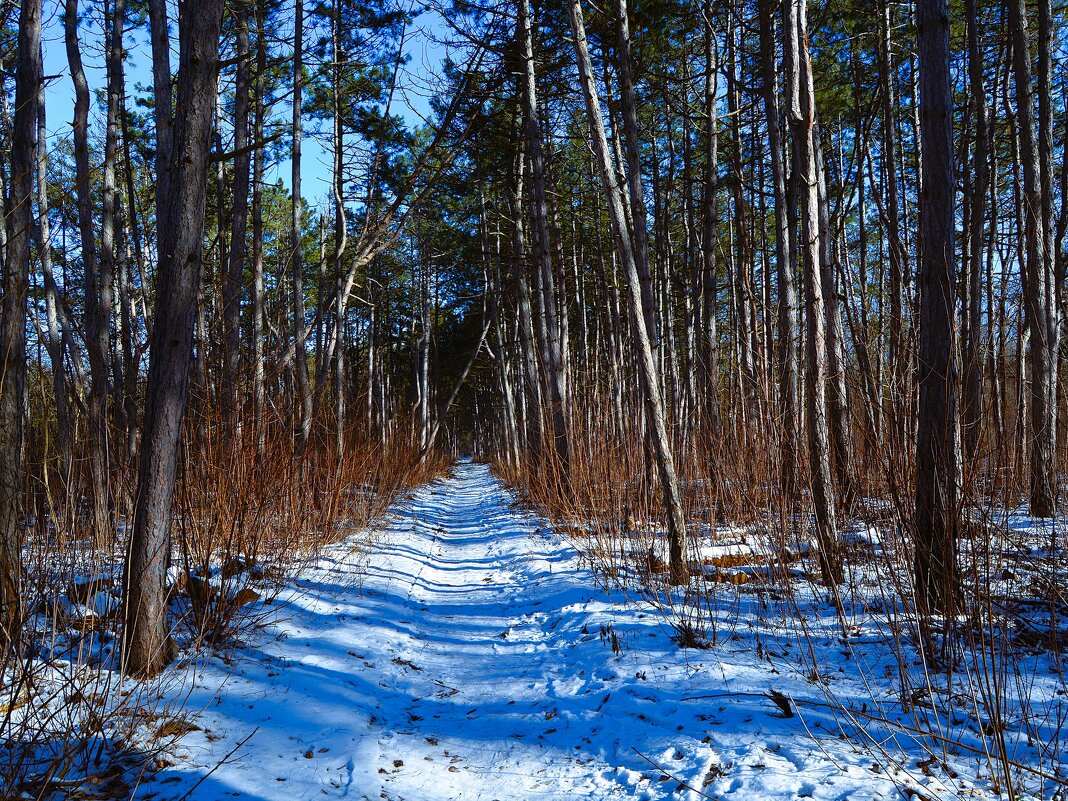 Ростов-на-Дону. Февральская тропинка Соснового бора. - Пётр Чернега