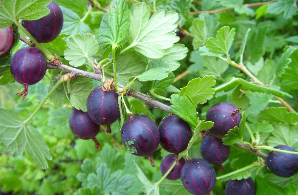 Называется     "Колобок"... - Галина Кузьмина