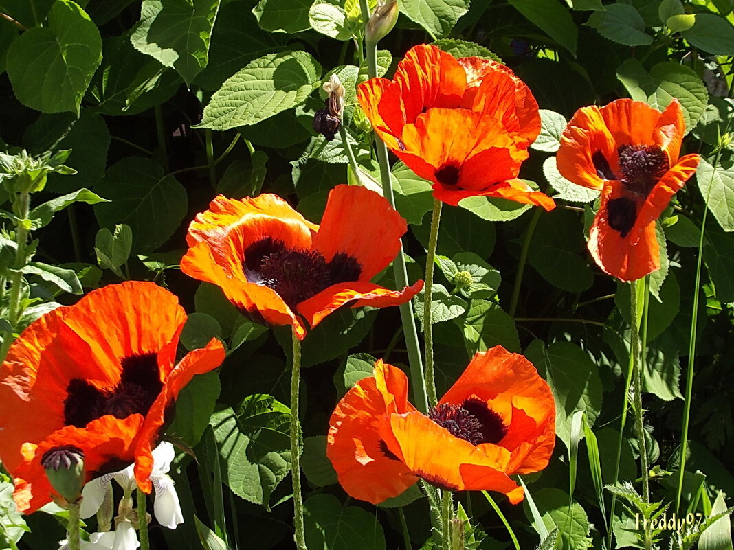 Маки алые - Freddy 97