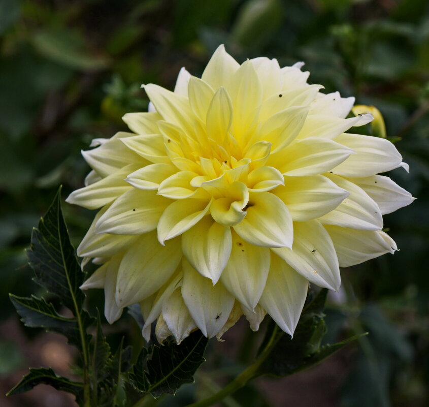 Красавчик георгин. - сергей ермошкин Красавчик георгин. - сергей ермошкин