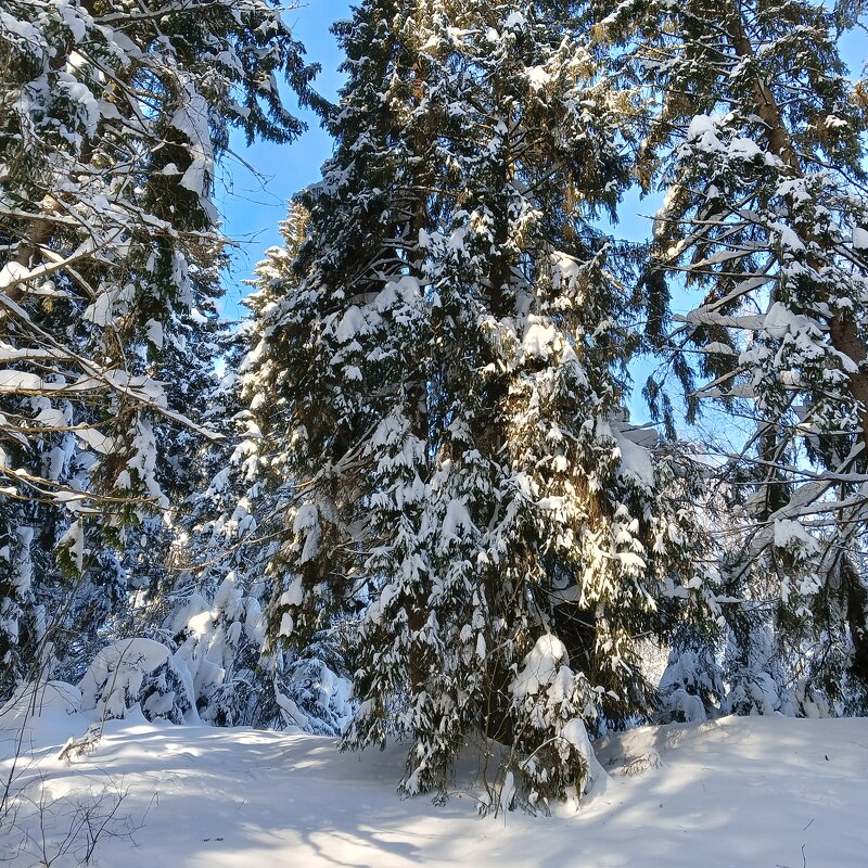 тропы в снежном лесу - Владимир 
