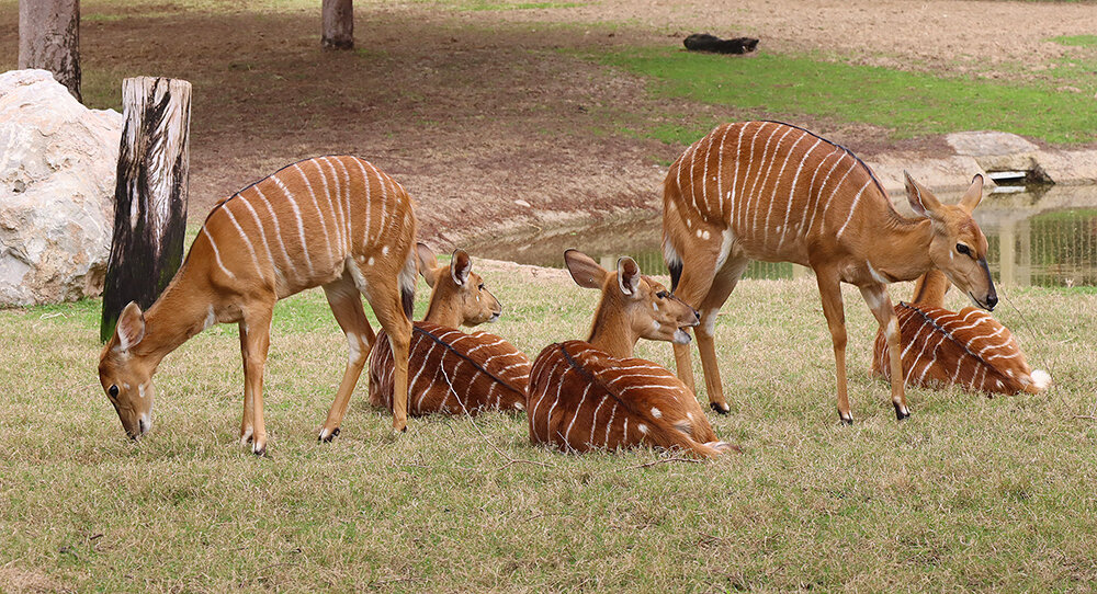 Такие вот зебры... - Галина Ильясова Такие вот зебры... - Галина Ильясова