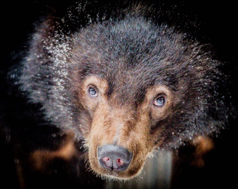мишка - Аркадий Лаптенко