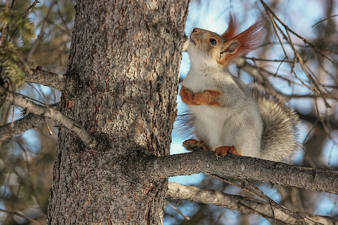 Эй, кто там... - елена беликова