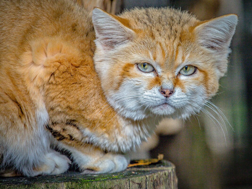 барханный кот - Аркадий Лаптенко