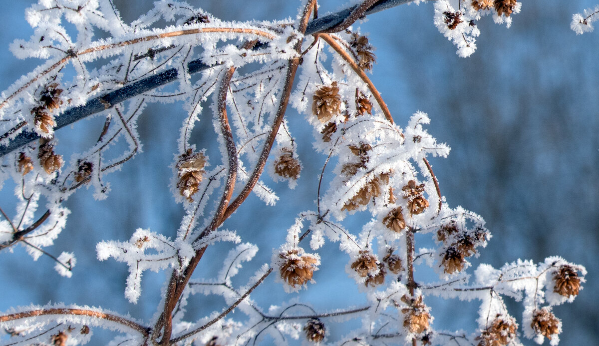 *** - Владимир Безбородов