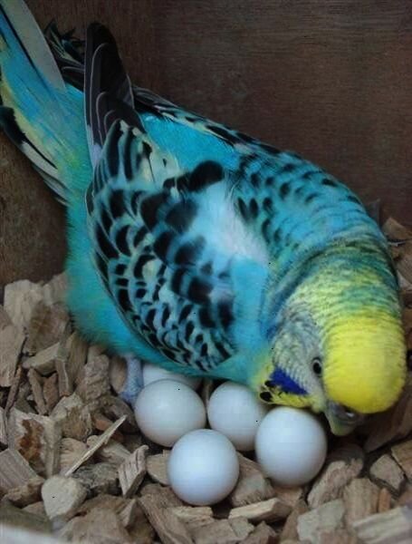 Ну , что вы там ? :) - Валерий Кокорев