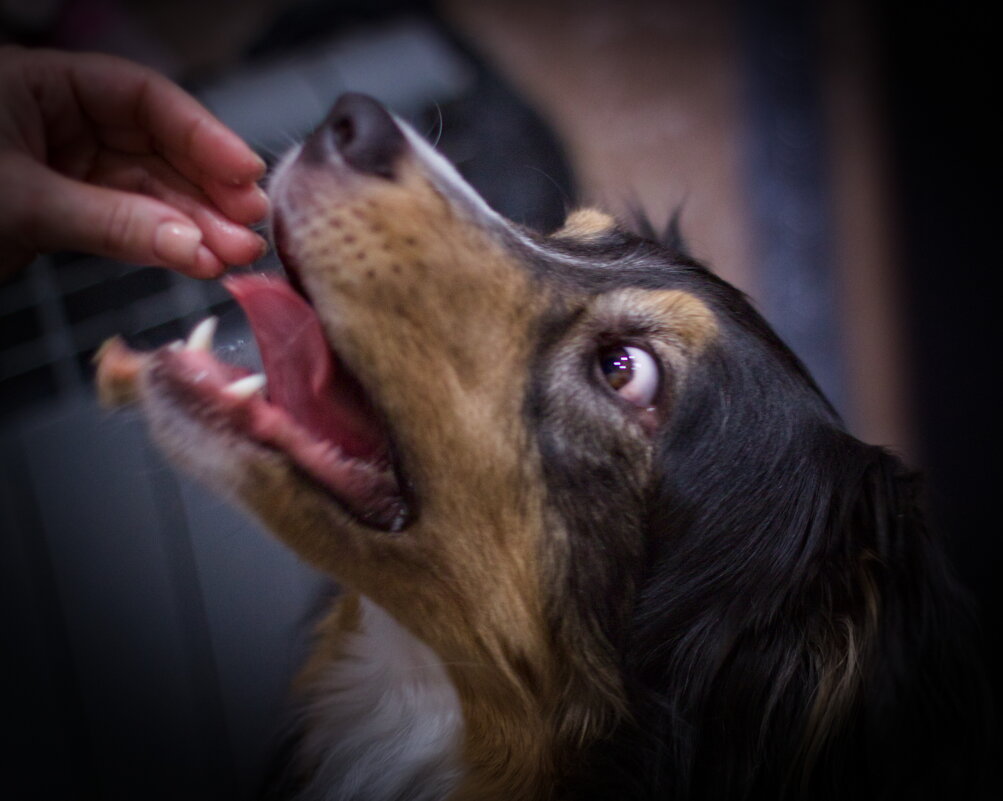 кусь - Артём Евтюхов