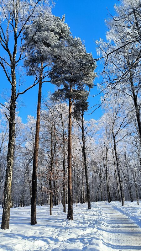 Февральская сказка. - Ольга 
