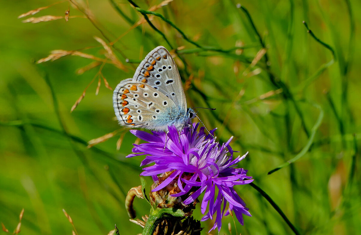 опять про бабочек...462 - Александр Прокудин