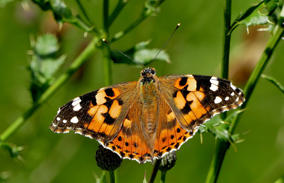 опять про бабочек...465 - Александр Прокудин