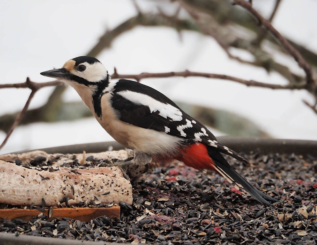 Еще один посетитель птичьей столовой - Мария К.
