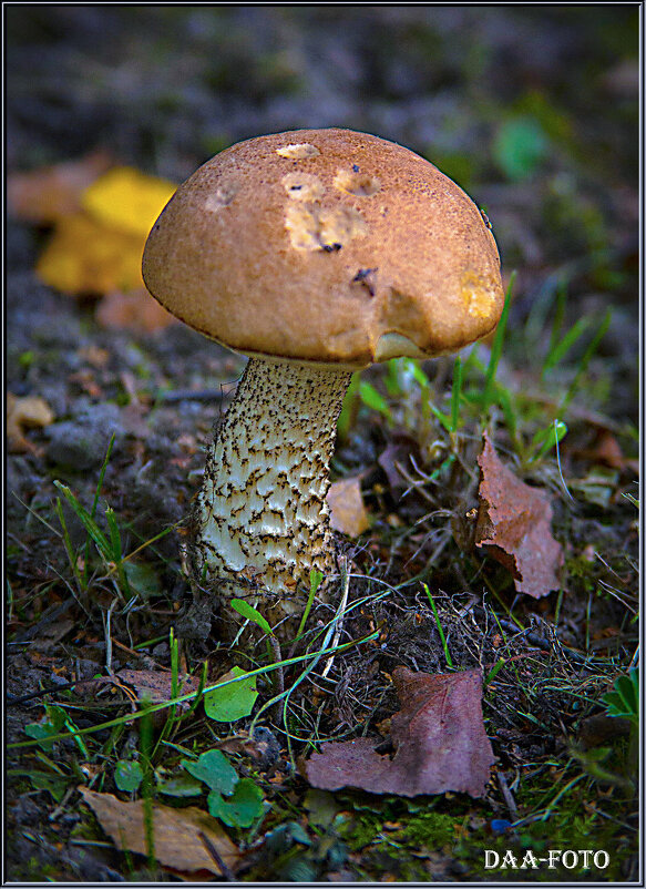 Подберёзовик. - Александр Дмитриев