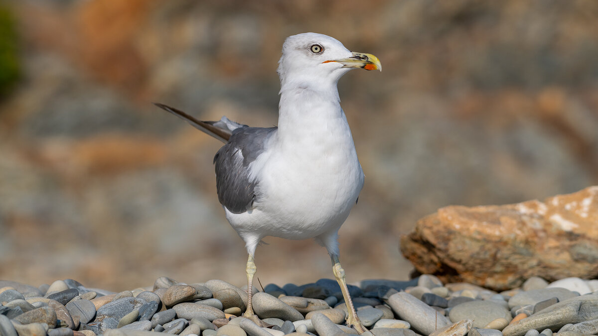 На морском берегу - Владимир Лазарев