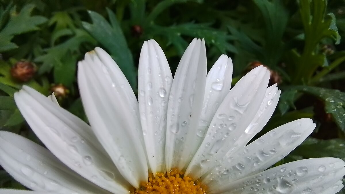 После дождика в четверг - Valziwa 