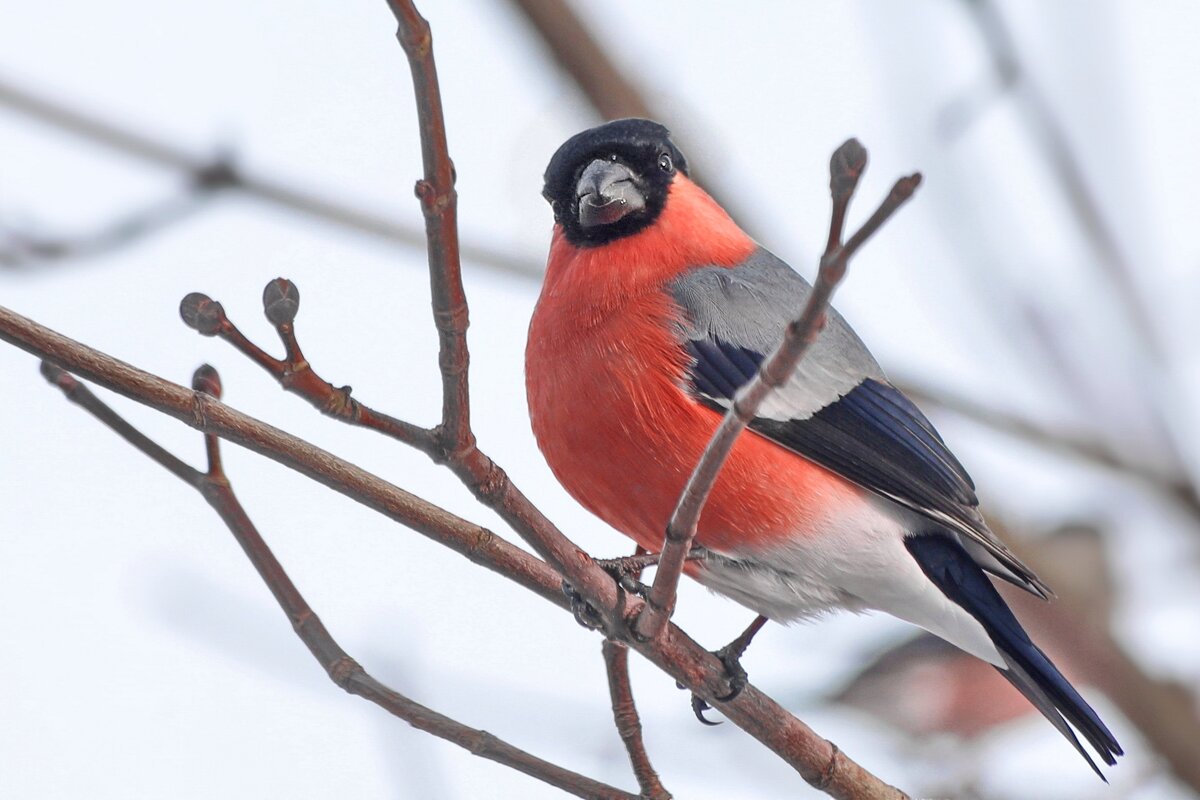 Мне сверху видно всё. - Татьяна Бравая Мне сверху видно всё. - Татьяна Бравая