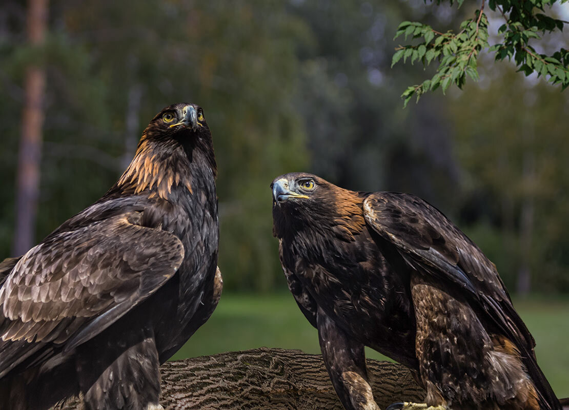 Беркут - SanSan 