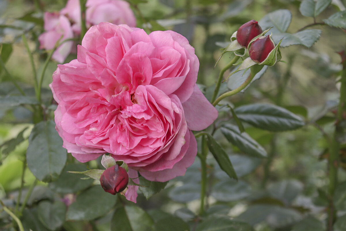 Розовый куст в саду - елена беликова