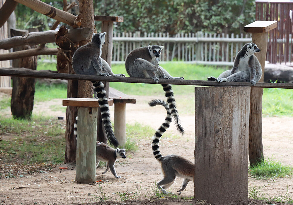 Лемурчики... - Галина Ильясова