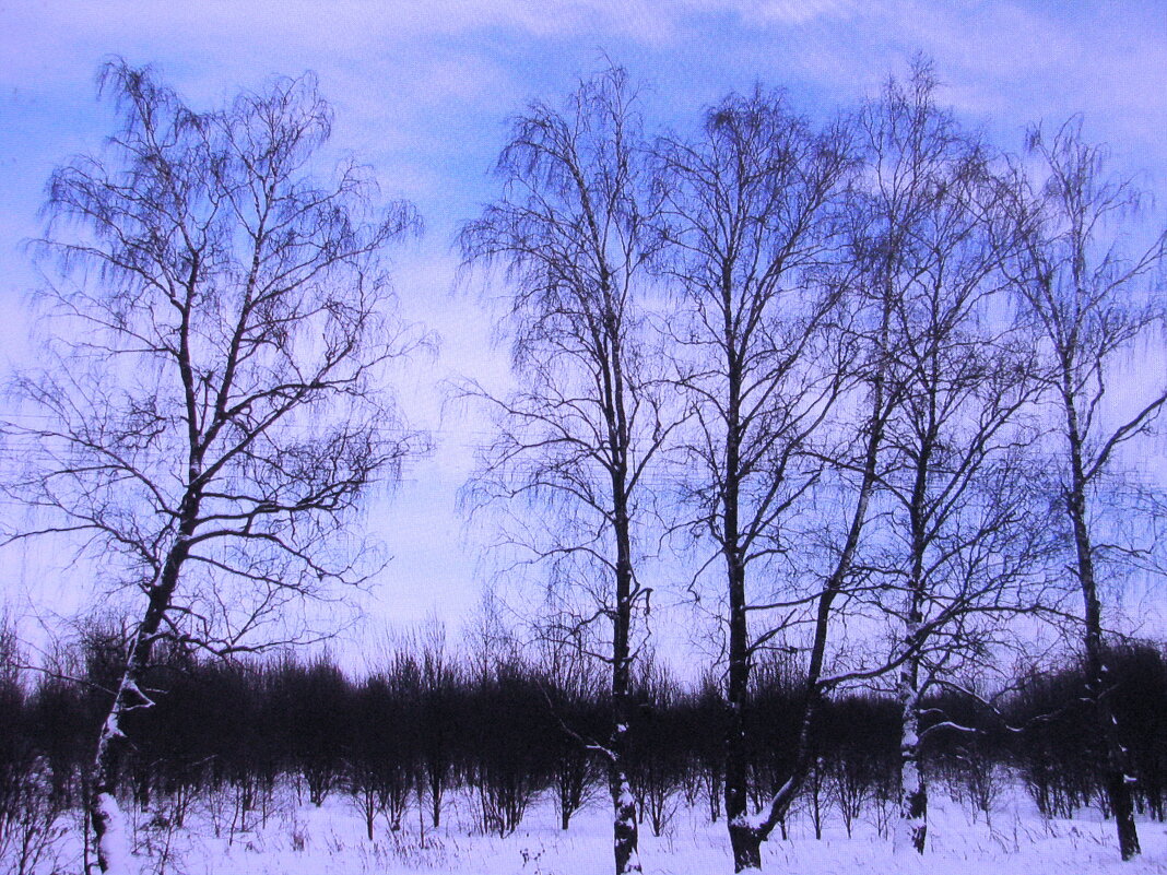 Зимние берёзки - Людмила Смородинская