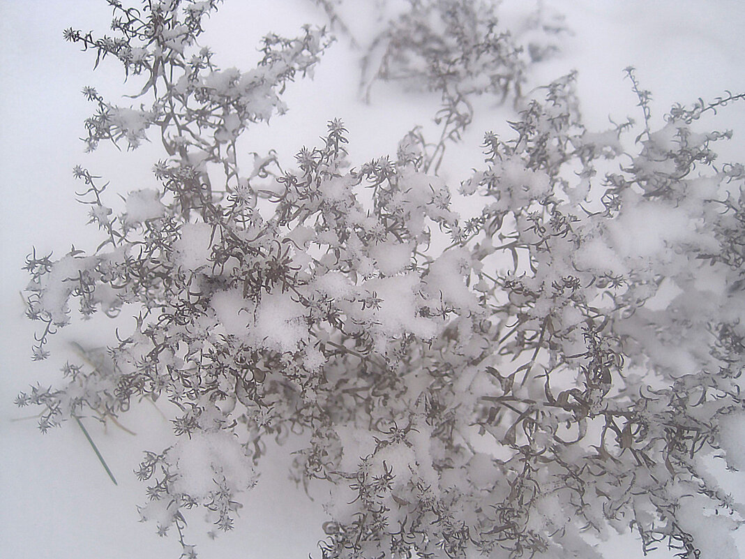 Зимнее - Елена Семигина