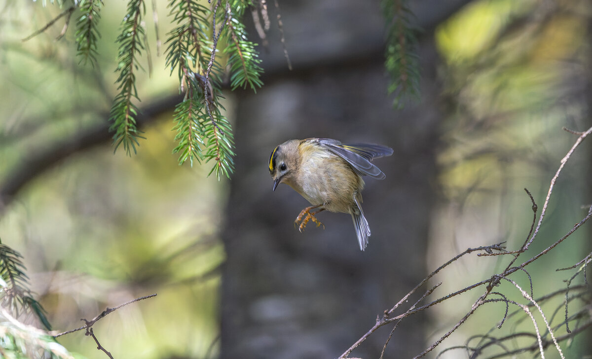 желтоголовый королек. - юрий макаров желтоголовый королек. - юрий макаров