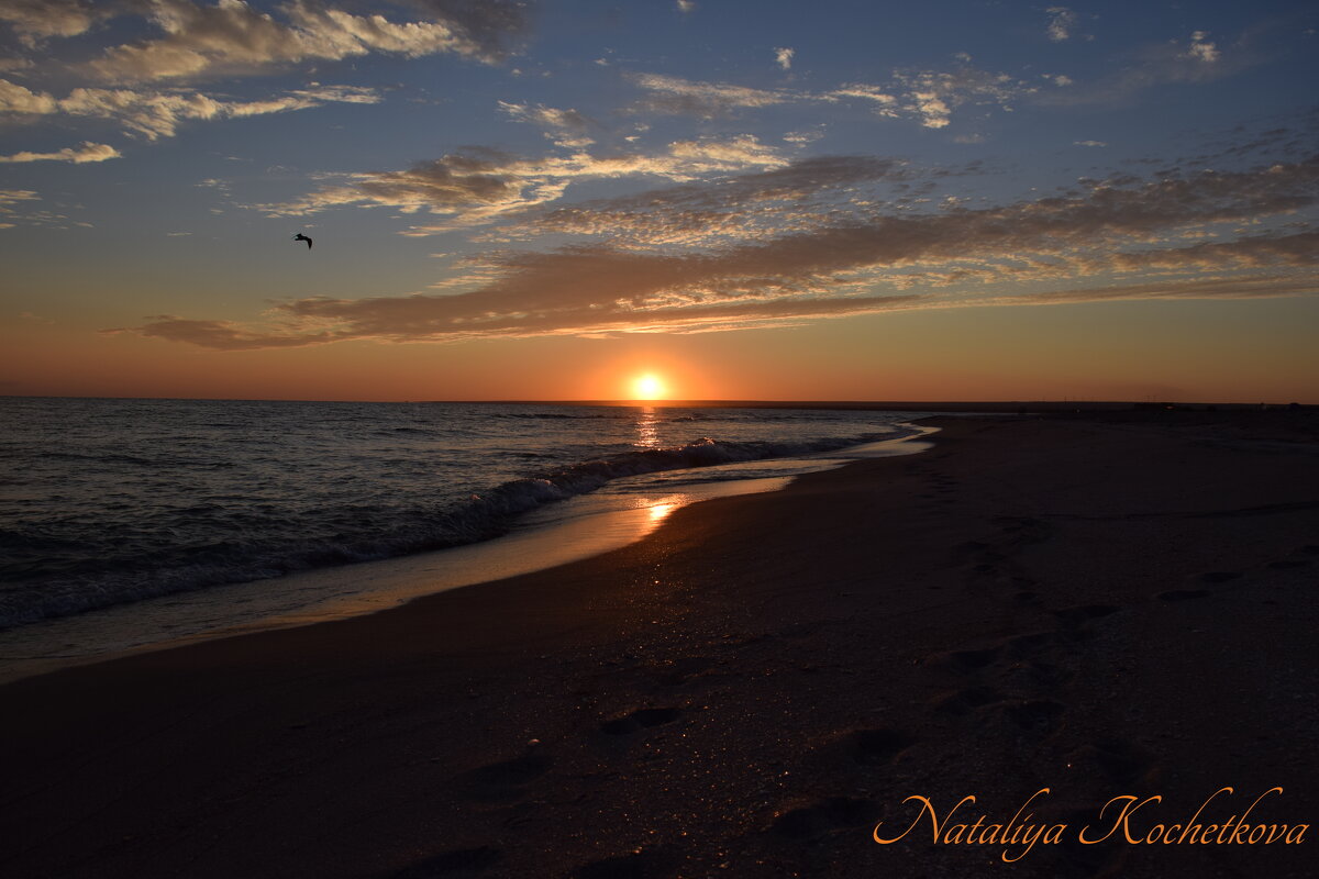 Природа Крыма - Amazing Cosmea
