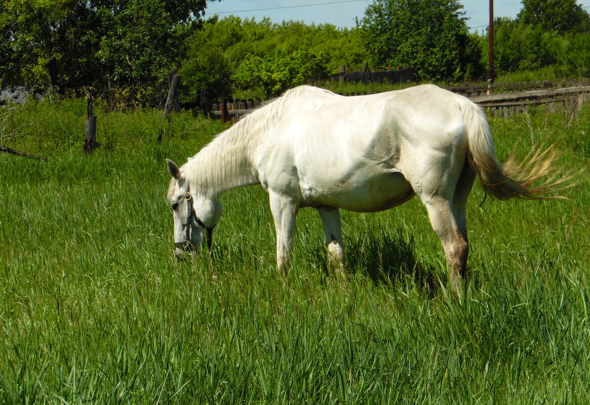 Про белую лошадь. - nadyasilyuk Вознюк