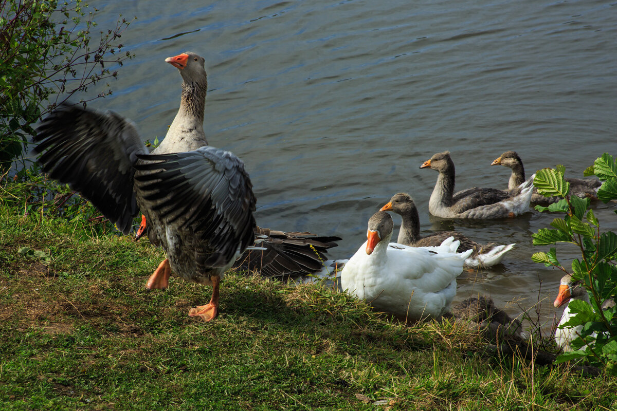 Вожак - Владимир Гришин