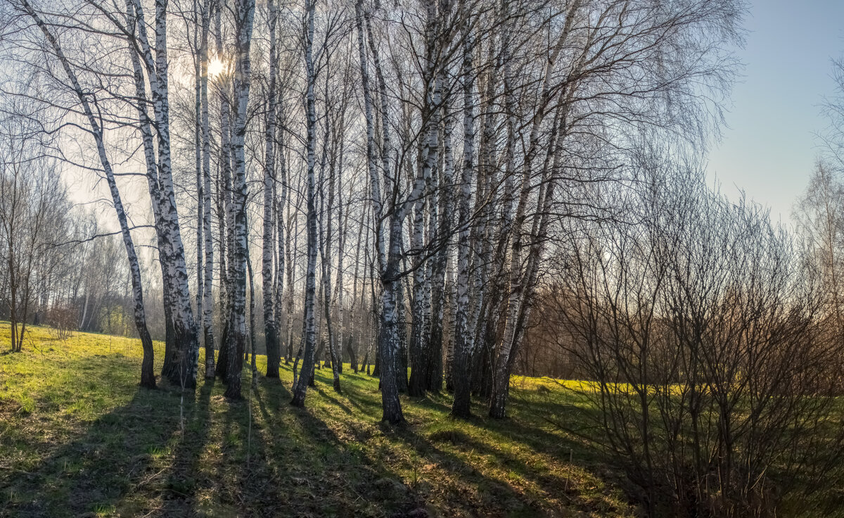 В зеленеющем мае. - Николай 
