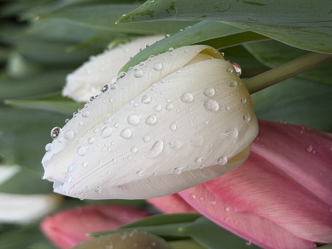 Цветы с выставки. - Pippa 