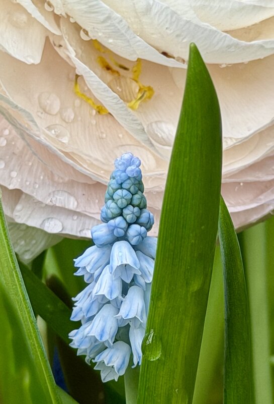 Цветы с выставки. - Pippa 