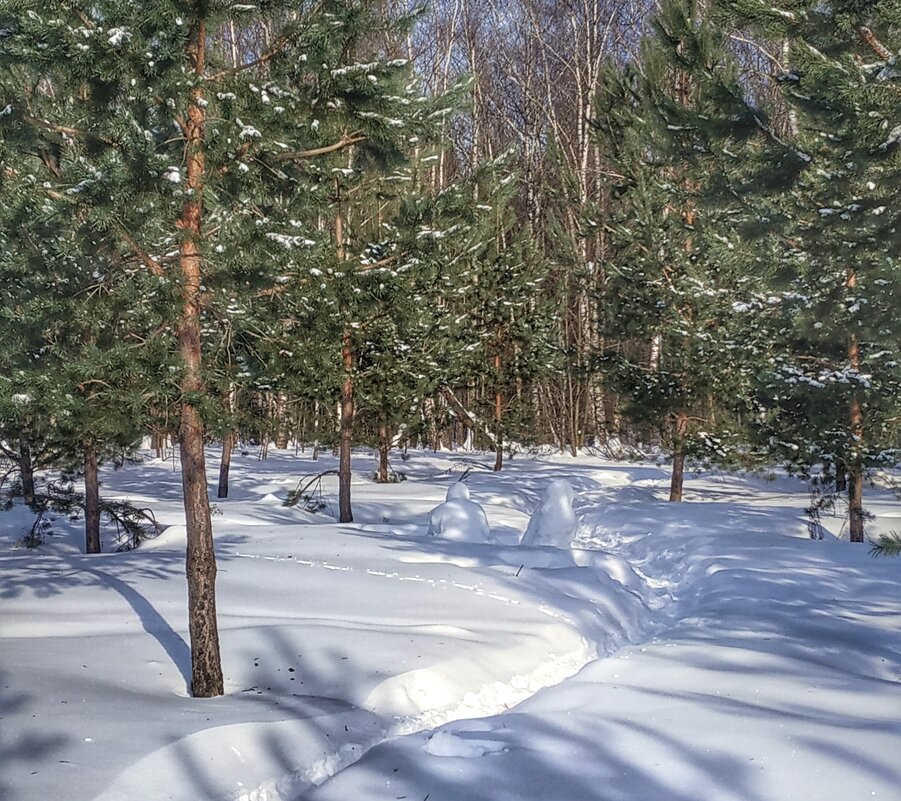 тропа в зимнем лесу - Валентина. .