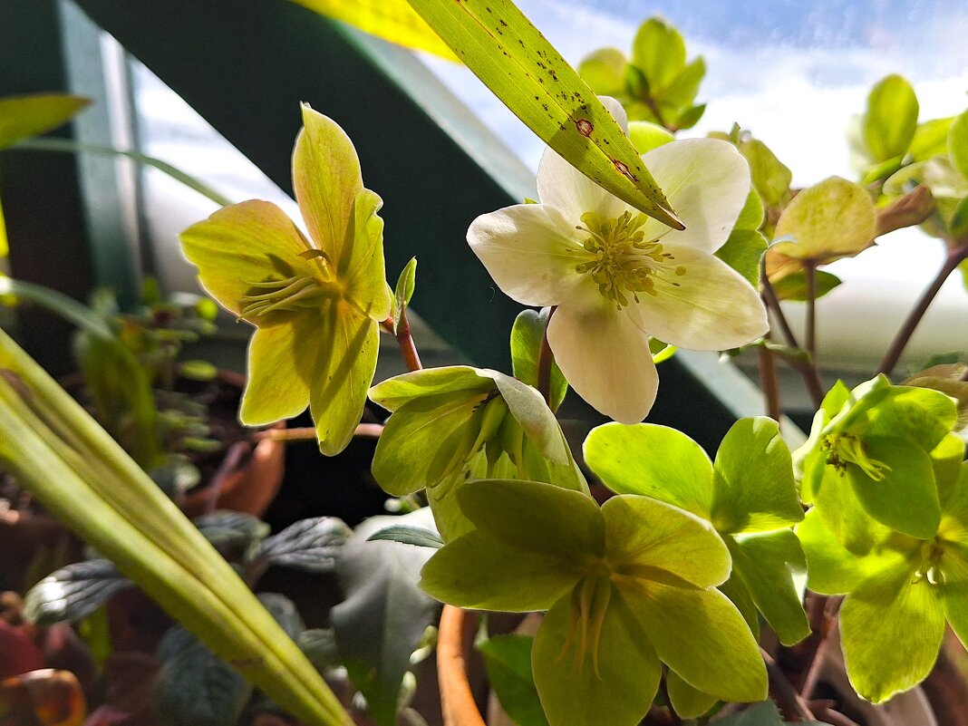 цветы - Наталья 