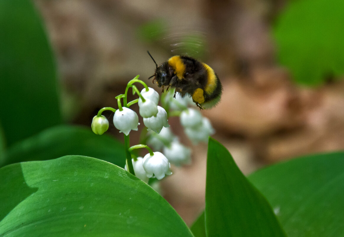 Полет шмеля - Наталья Димова
