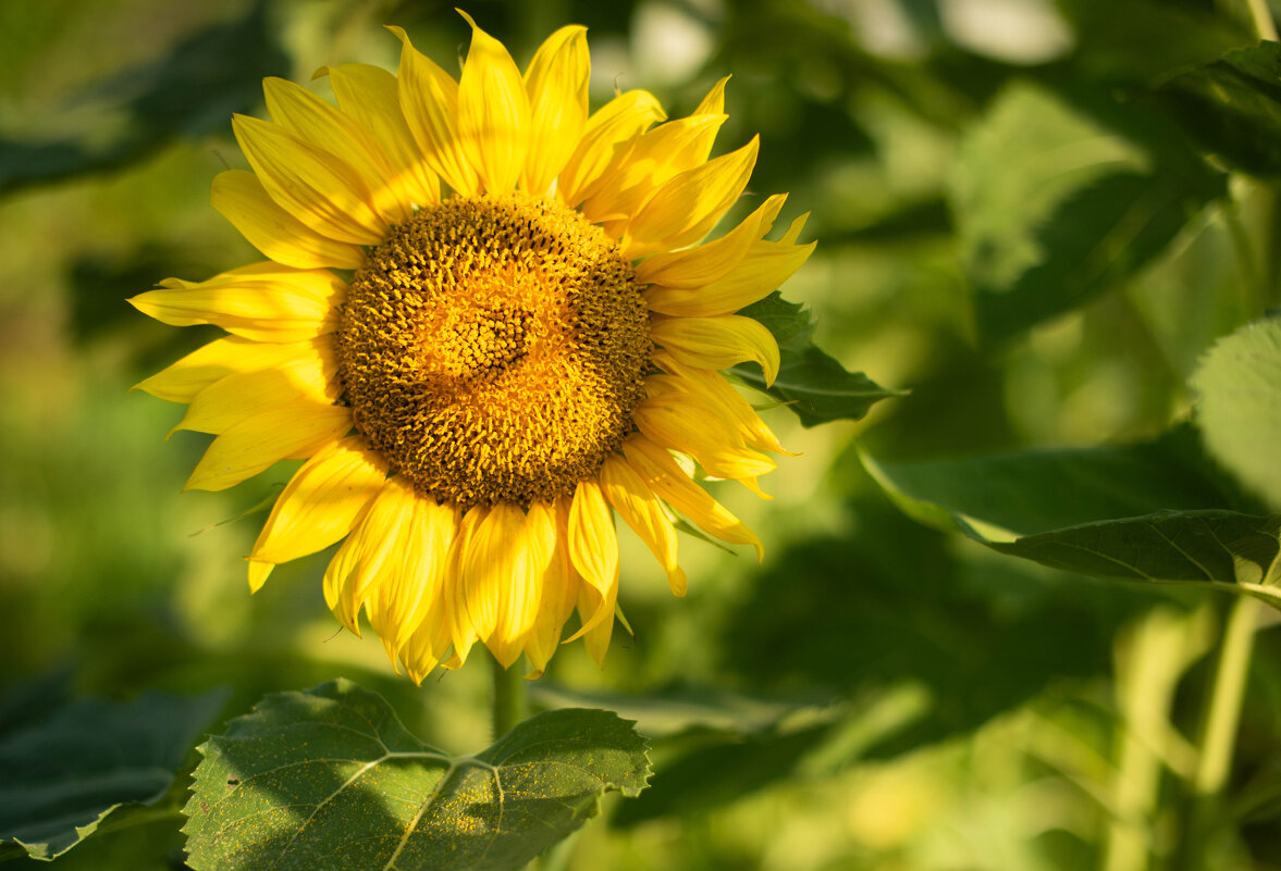 *** - Светлана Попова