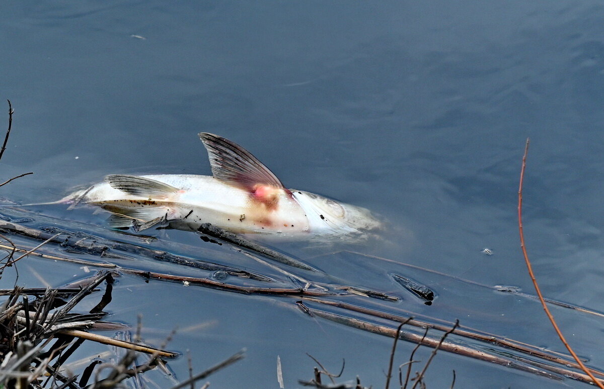 Пропала в озере рыба... - Николай Саржанов Пропала в озере рыба... - Николай Саржанов