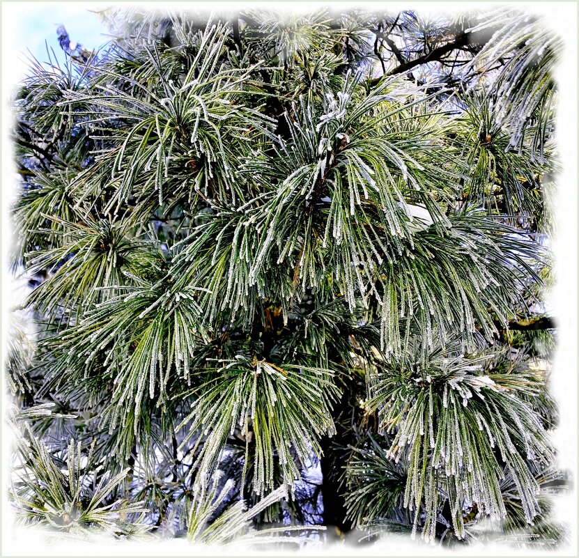 Почти пальма :-) - Лия ☼ Почти пальма :-) - Лия ☼