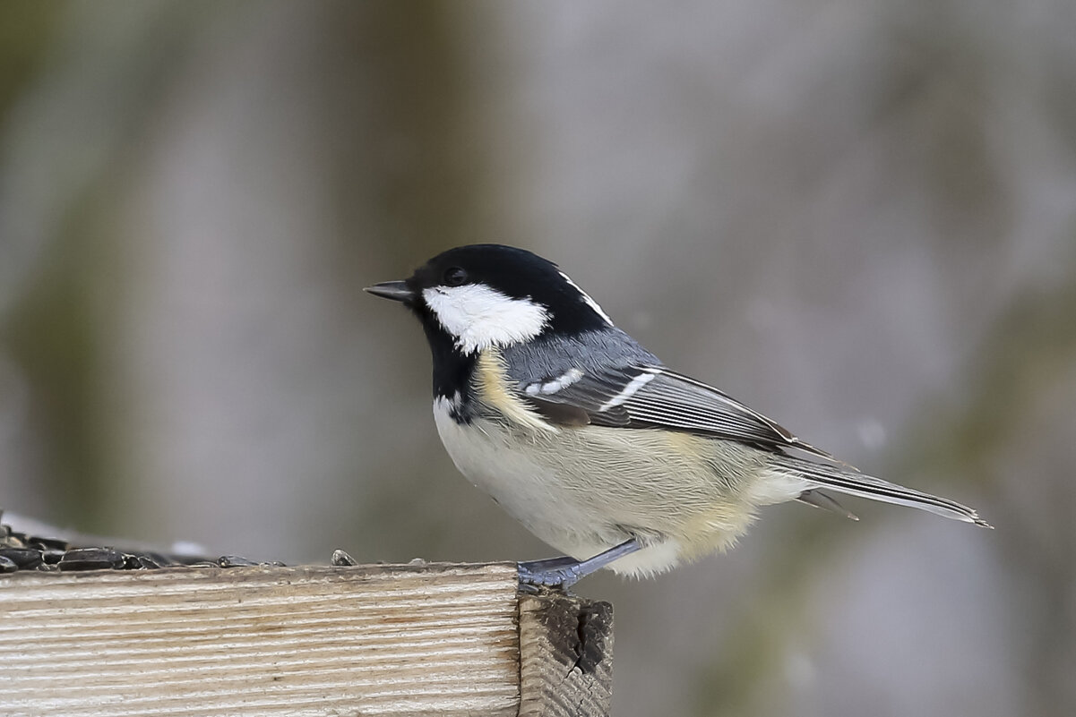 синица московка - Валерий Черняк синица московка - Валерий Черняк