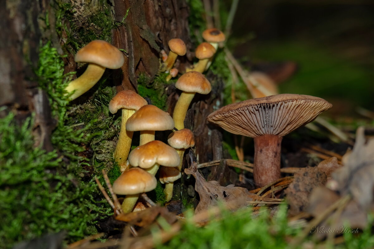 У берёзового пня... - Николай Гирш