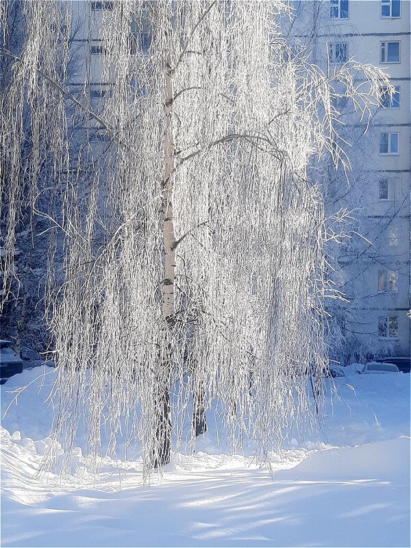 Зимняя берёзка под моим окном! - Нина Андронова Зимняя берёзка под моим окном! - Нина Андронова