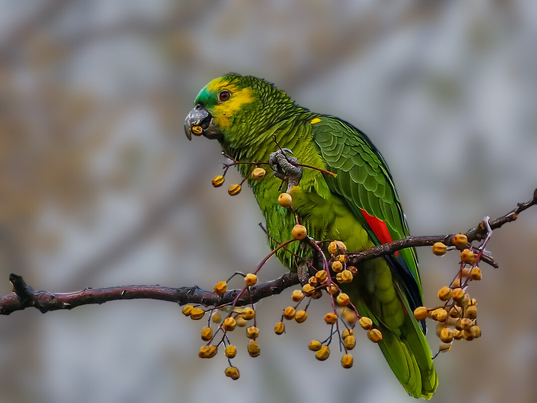 Венесуэльский амазон - Aleksey Afonin