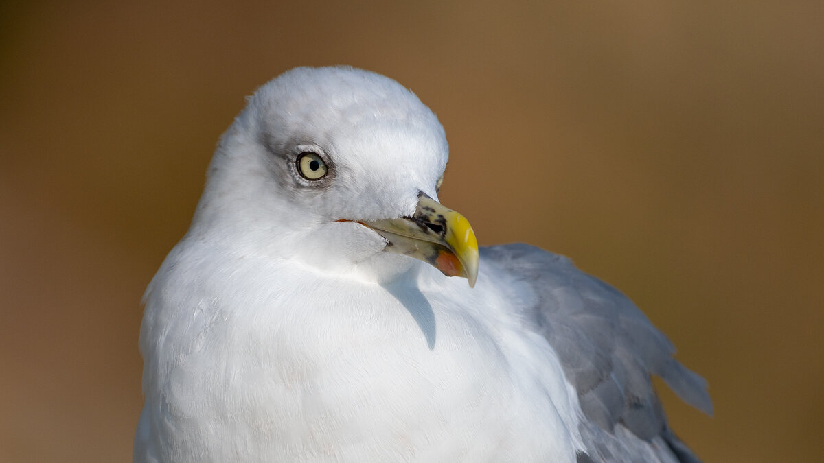 На морском берегу. Чайка. Фотосессия - Владимир Лазарев