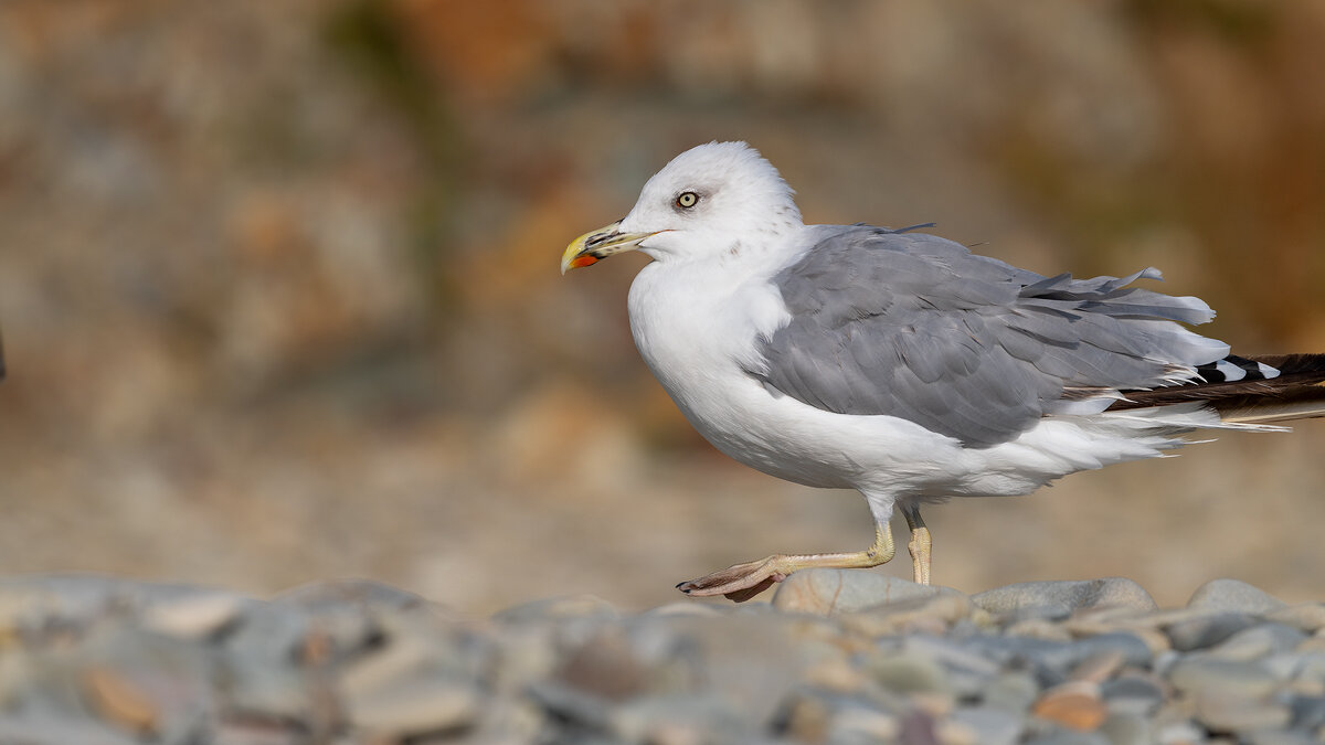 На морском берегу. Чайка. Фотосессия - Владимир Лазарев