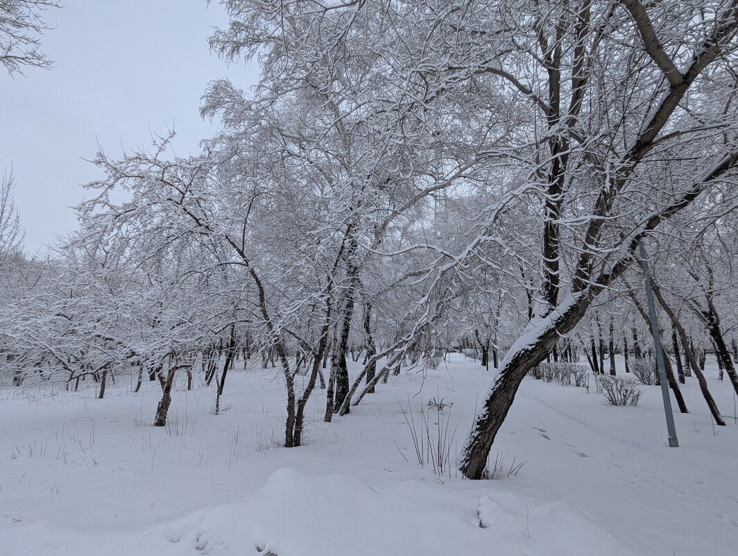 Дерева... - Андрей Хлопонин