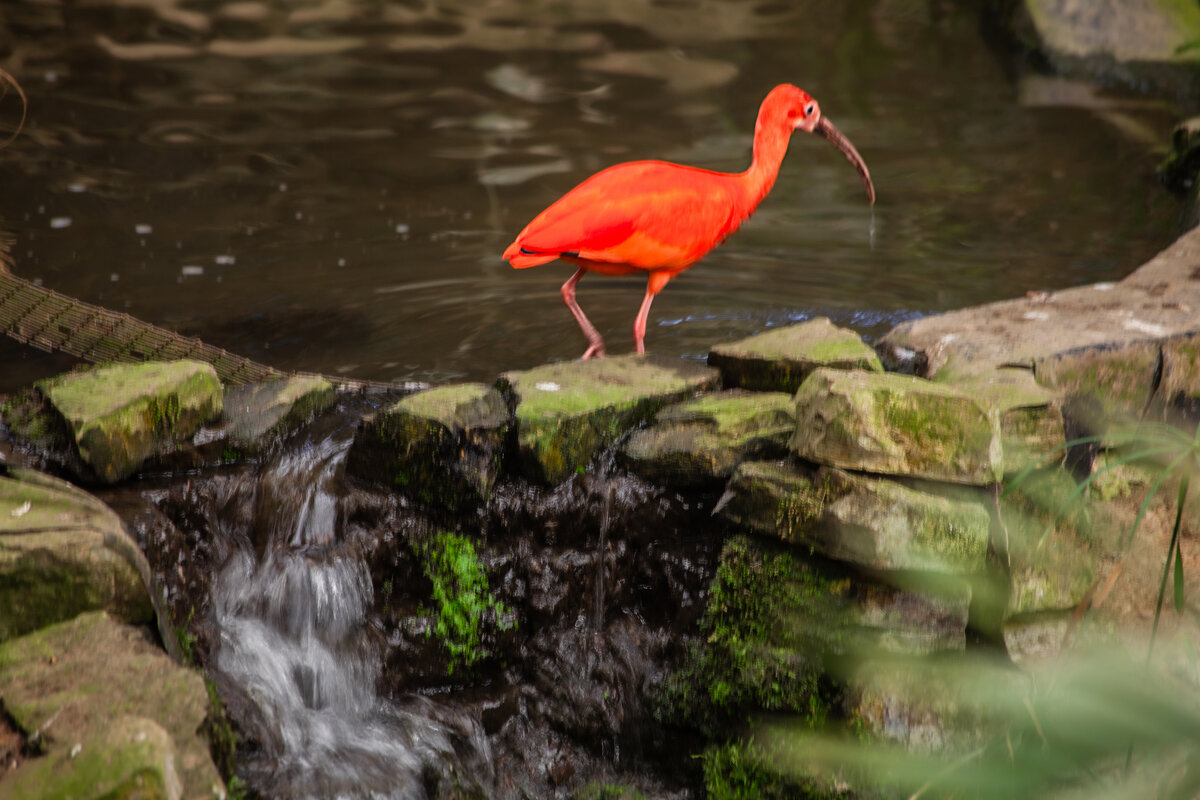 Молодой фламинго - Valziwa 